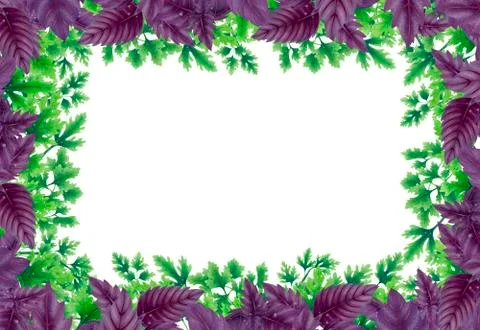 Illustration frame of Basil and parsley leaves. Stock Illustration