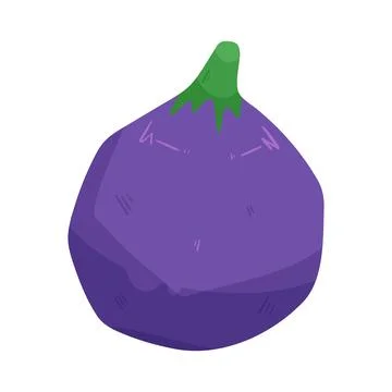 Illustration of fresh fig Stock Illustration