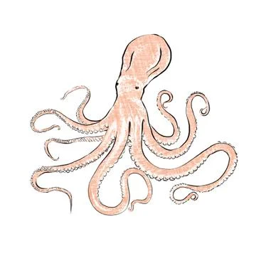 Illustration of Fresh Octopus Illustrazione stock