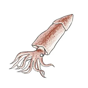 Illustration of Fresh Squid Stock Illustration
