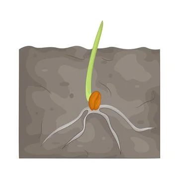 Illustration of Germination Stock Illustration