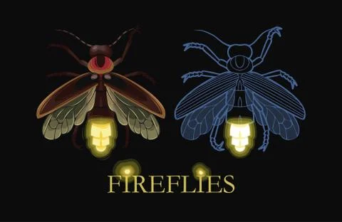 Illustration of glowing firefly Stock Illustration