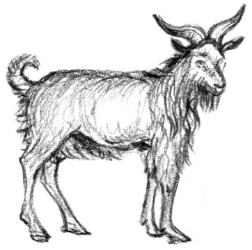 Illustration of Goat Stock Illustration