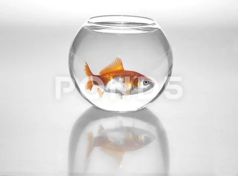 Illustration of a goldfish in a small round aquarium on a white