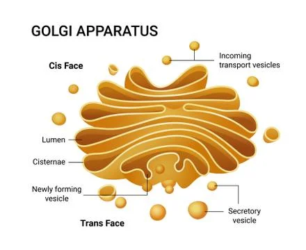 Illustration of a Golgi apparatus structure. Vector infographics. Stock Illustration