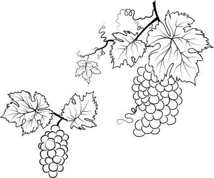 Illustration of a grape Stock Illustration