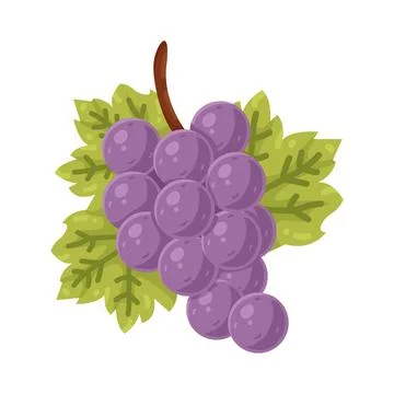 Illustration of Grape Stock Illustration