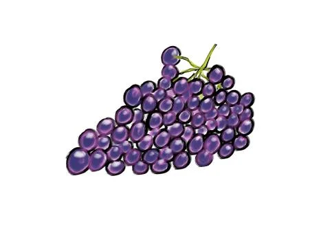 Illustration of grapes Stock Illustration