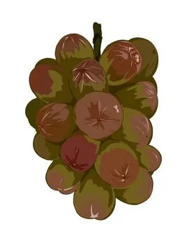 Illustration of Grapes Stock Illustration