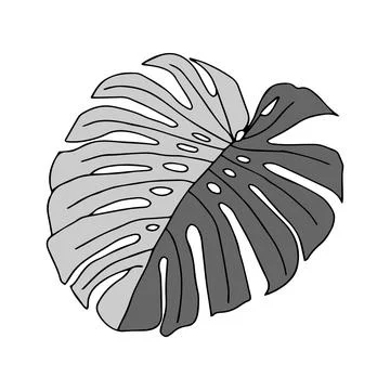 Illustration of a gray leaf monstera isolated on a white background Illustrazione stock