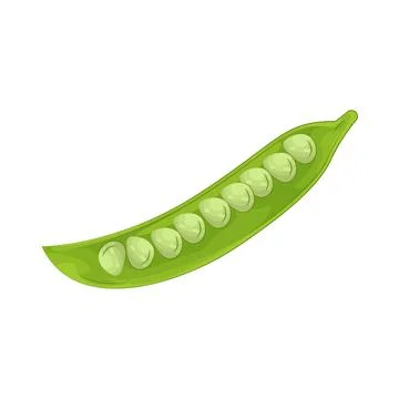 Illustration of Green beans Stock-Illustration