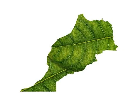 Illustration of a green leaf in a shape of a map isolated on the white backgroun Stock Photos