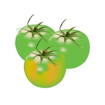 Illustration of green tomato vector  design Stock-Illustration