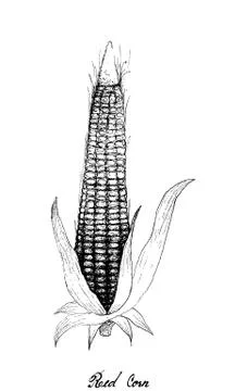 Illustration Hand Drawn of Red Corn or Maize with Husk and Silk. Symbolic Pla Stockillustratie