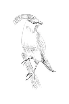 Illustration of a hand-drawn sketch graphically parrot hand drawn fill Cockatiel Stock Illustration