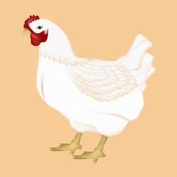 Illustration of hen vector design on a white background Stock Illustration