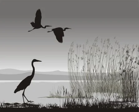 Illustration herons イラスト素材