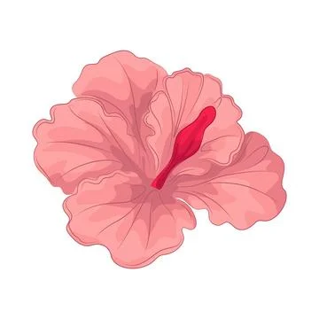 Illustration of Hibiscus Stock Illustration