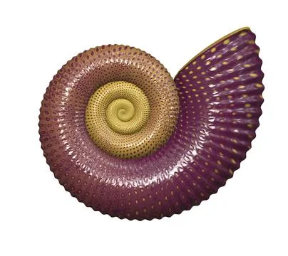 An illustration of a high detailed sea shell Stock Illustration