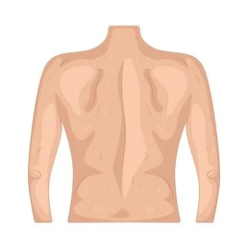 Illustration of human back Stock Illustration