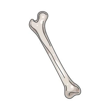 Illustration of Human bones 스톡 일러스트