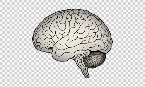 An illustration of a human brain, cerebrum Stock Illustration