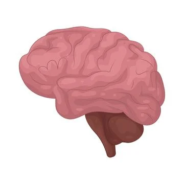 Illustration of Human Brain Stock Illustration