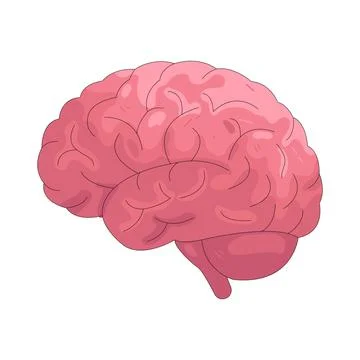 Illustration of human brain Stock Illustration