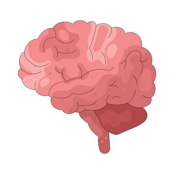 Illustration of human brain Stock Illustration