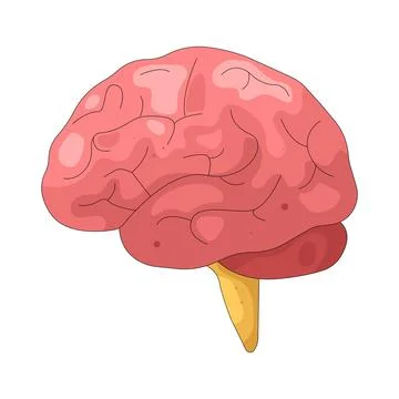 Illustration of human brain Stock Illustration