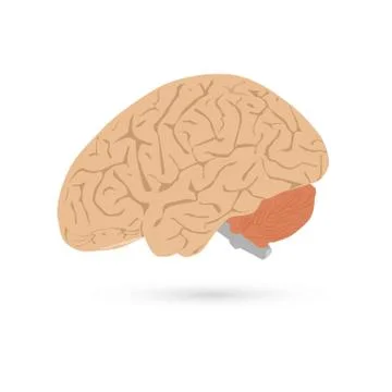 Illustration of human brain on white background Ilustración de archivo