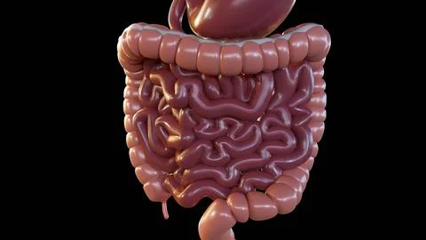 A illustration of the human digestive system Stock Illustration