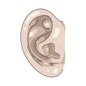 Illustration of human ear Stock Illustration