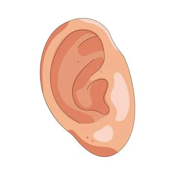 Illustration of human ear Stock Illustration