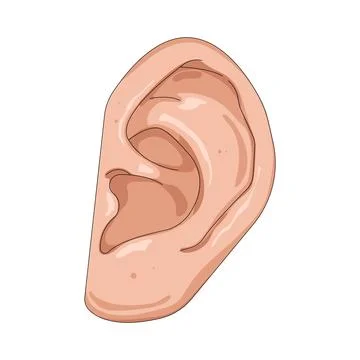 Illustration of human ear Stock Illustration