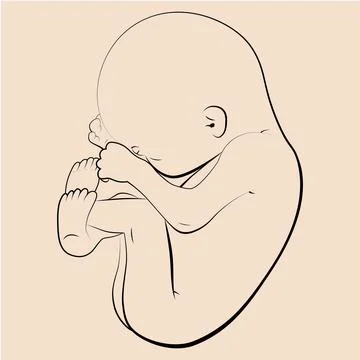 Illustration of a human embryo Stock Illustration