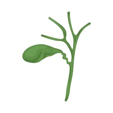 Illustration of human gallbladder Stock Illustration