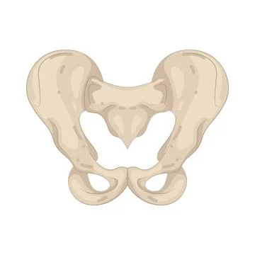 Illustration of human hip bone Stock Illustration
