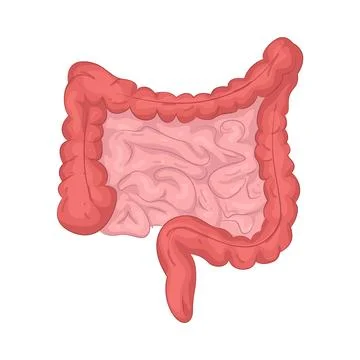 Illustration of Human intestines Stock Illustration
