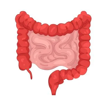 Illustration of Human intestines Stock Illustration