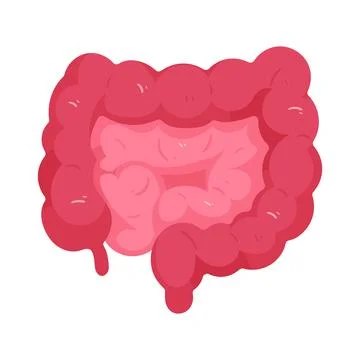 Illustration of human intestines Stock Illustration