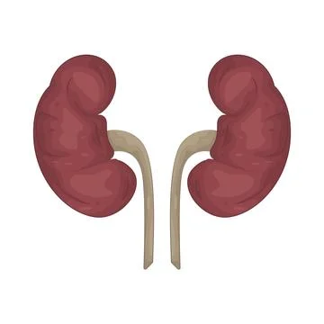 Illustration of Human Kidney Stockillustratie
