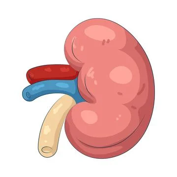 Illustration of human kidney Stock Illustration