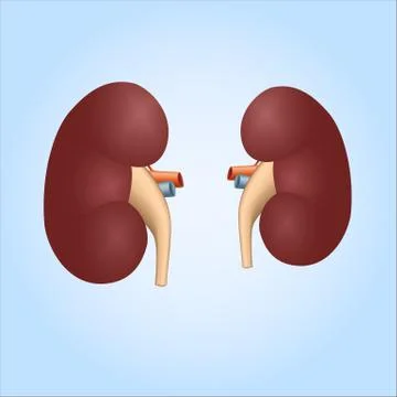 Illustration of human kidneys Stock Illustration