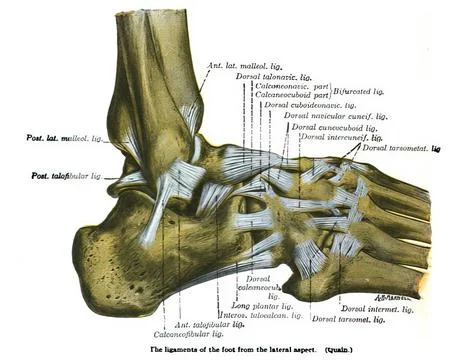 Illustration of the human leg bone system isolated on a white background Stock Illustration