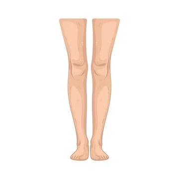 Illustration of human leg Stock Illustration