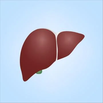 Illustration of Human Liver Stock Illustration