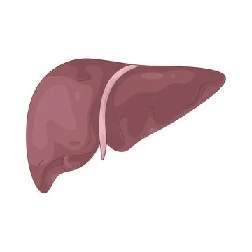 Illustration of Human Liver Stockillustratie