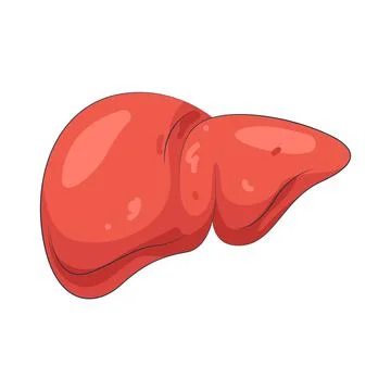 Illustration of human liver Stock Illustration