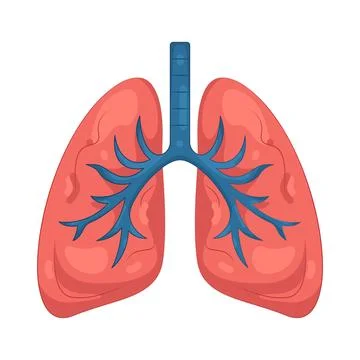 Illustration of Human lungs Stock Illustration